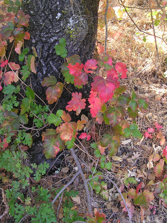 Western Poison Oak (T. diversilobum) as a climbing vine.
