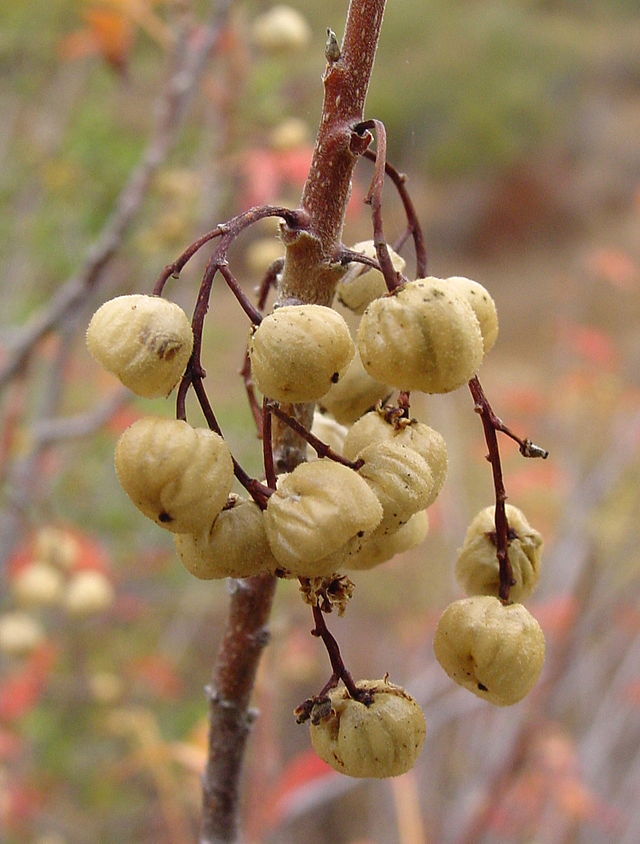 Western poison oak (T. diversilobum) fruits. Source: Noah Elhardt