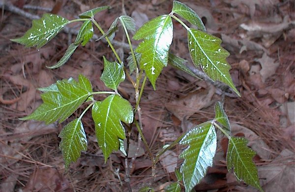 Eastern poison oak. Copyright Tim Vasquez (Wikipedia English).