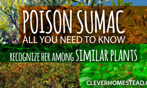 POISON SUMAC: a Helpful Illustrated Guide