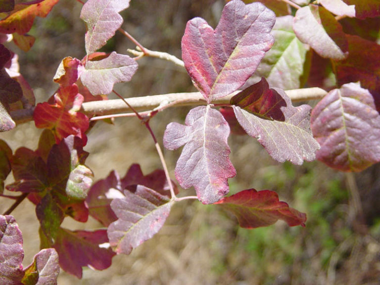 POISON OAKS Eastern poison oak and Western poison oak