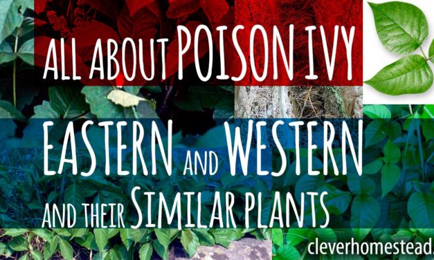 POISON IVIES: Eastern poison ivy and Western poison ivy