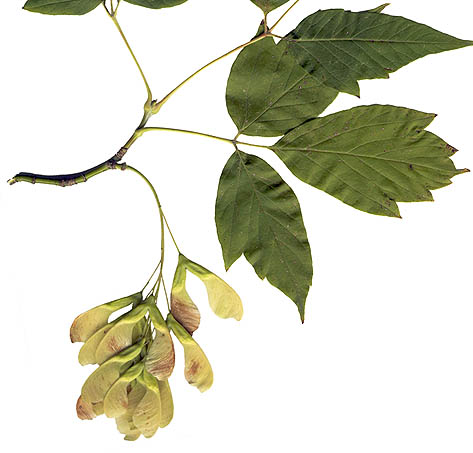 Box Elder, leaves and fruits (Acer negundo) by Agnieszka Kwiecien