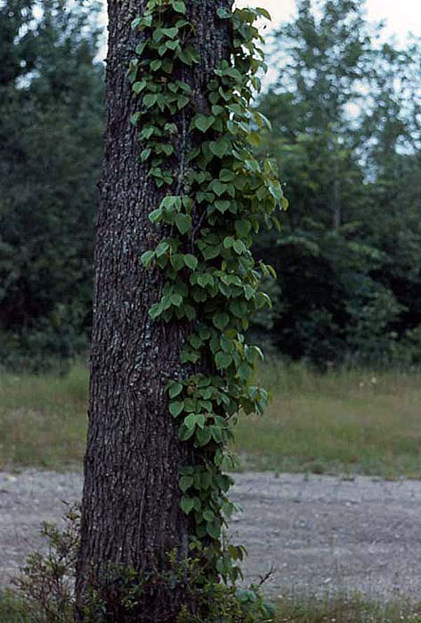 Eastern Poison Ivy (Toxicodendron radicans) climbing on a tree. Copyright http://weedscanada.ca/cashew.html