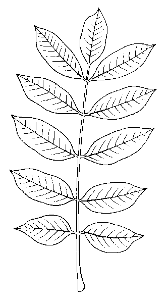 Poison sumac drawing (Toxicodendron vernix)