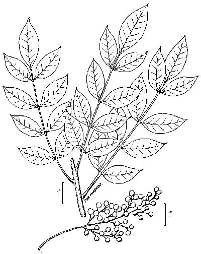 Poison sumac drawing (Toxicodendron vernix).