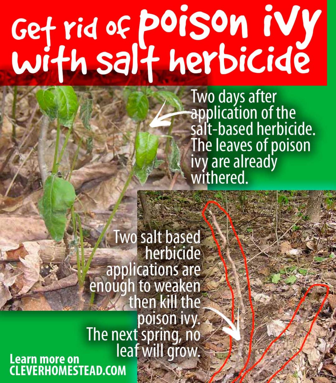 How to GET RID OF POISON IVY, Poison oak and Poison sumac?
